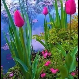 Meet your Posher, Jamileth